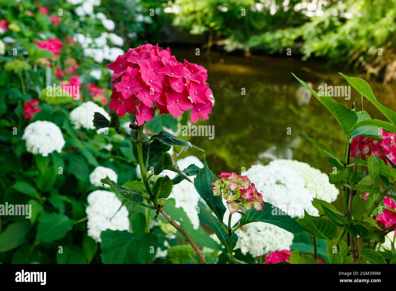 Des arbustes en fleur de hortensia avec de belles fleurs, poussant sur une rive d'étang, avec de l'eau sur fond. Hydrangea macrophilla. Banque D'Images