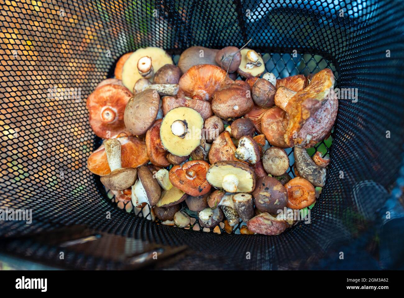 champignons dans un panier à vélos. champignons de pin rouge. couleurs d'automne. Banque D'Images
