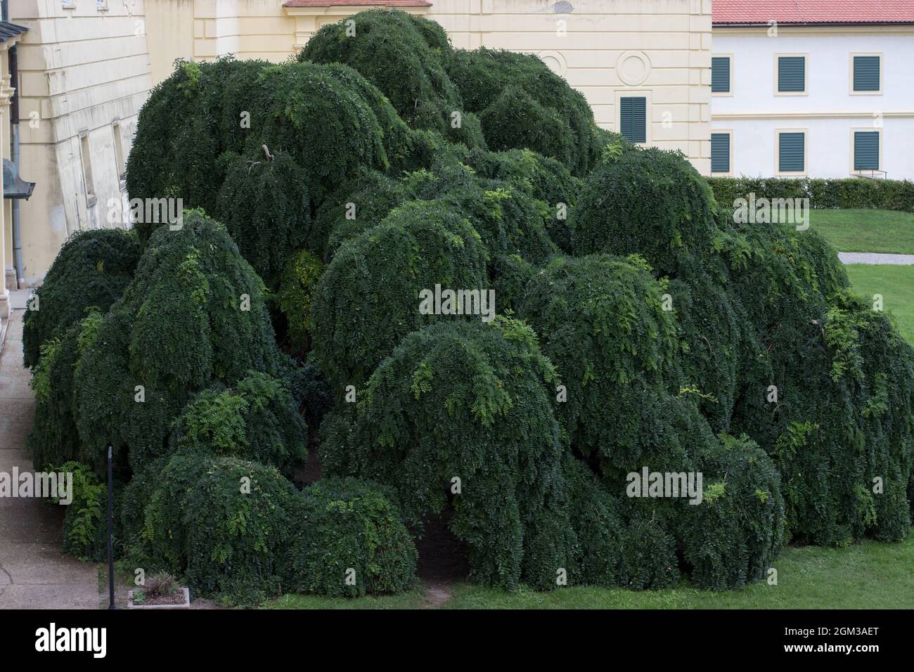 L'arbre pagode japonais styphnolobium japonicum, arbre universitaire chinois, arbre pagode, sophora japonica est une espèce d'arbre de la sous-famille Fabioideae Banque D'Images