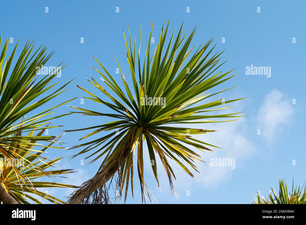 Un palmier de chou (Cordyline australis) contre un ciel bleu sur St Agnes, Isles de Scilly Banque D'Images