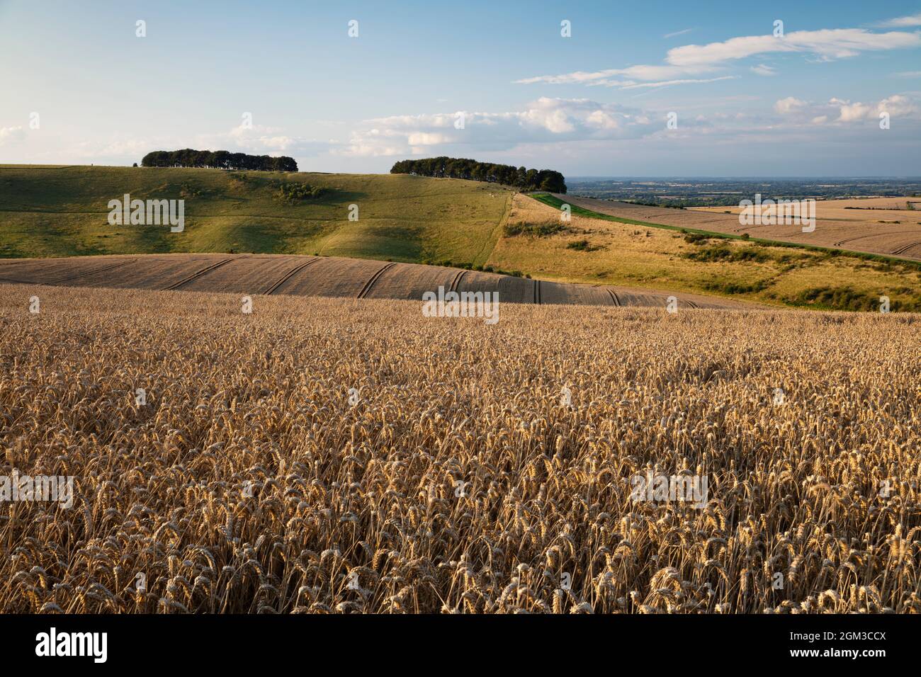 Golden wheatfield au-dessous de Devil's Punchbowl sur Hackpen Hill, près de Wantage, Oxfordshire, Angleterre, Royaume-Uni, Europe Banque D'Images