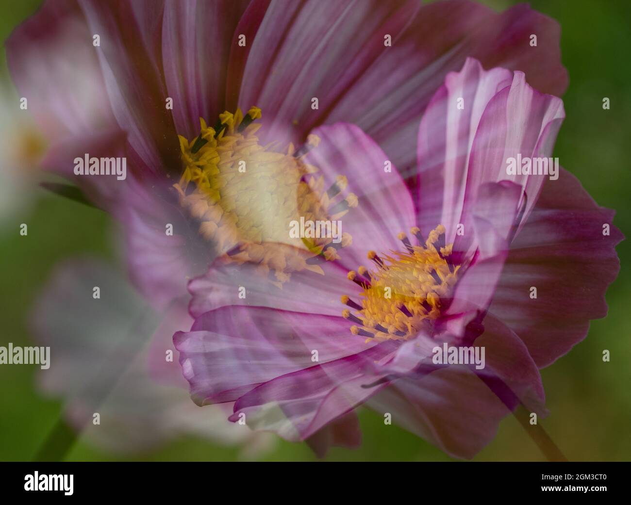 Fleurs COSMOS en fleur. Banque D'Images
