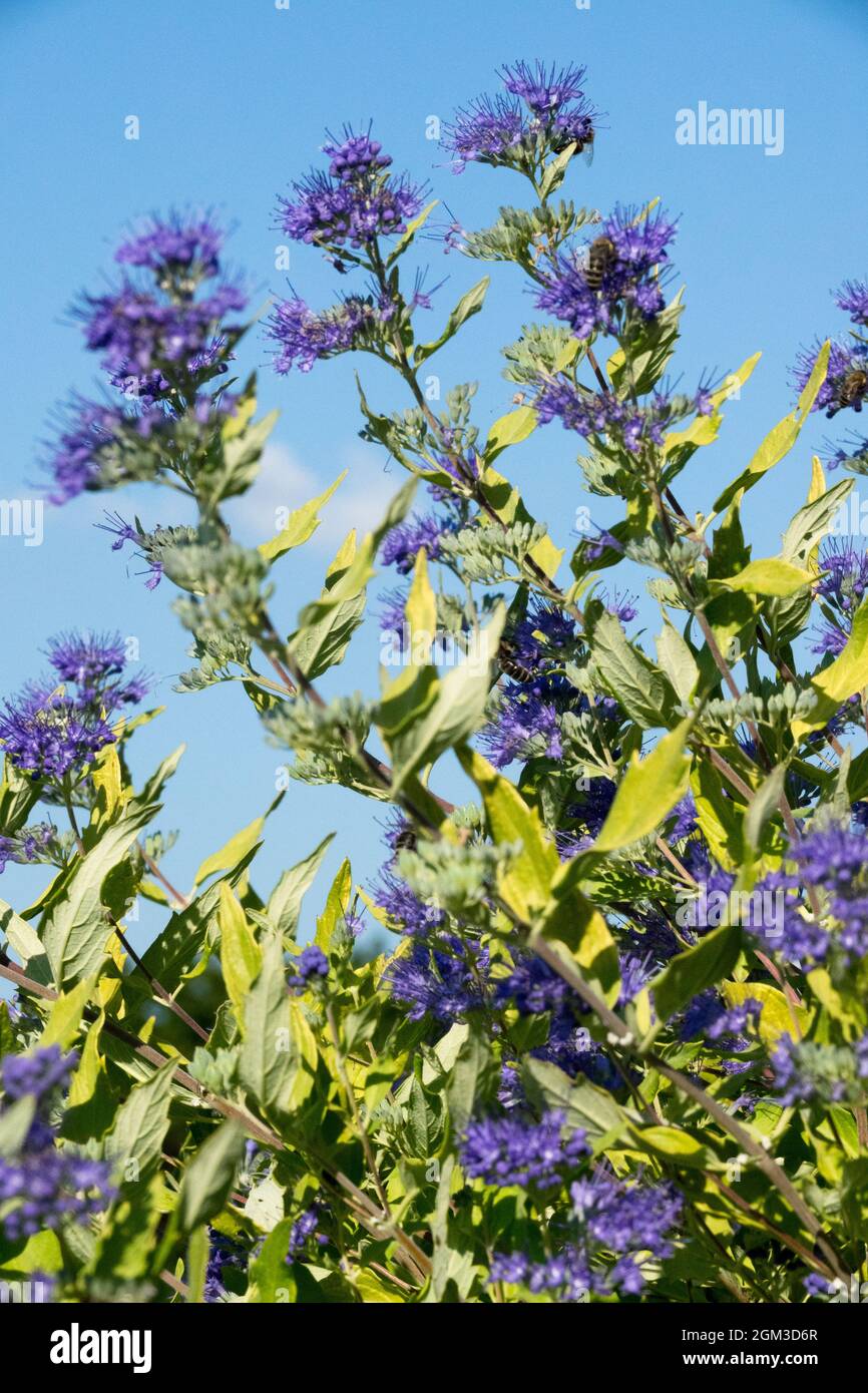 Caryopteris x clandonensis 'Worcester Gold' fleurs bleues de fin d'été Banque D'Images