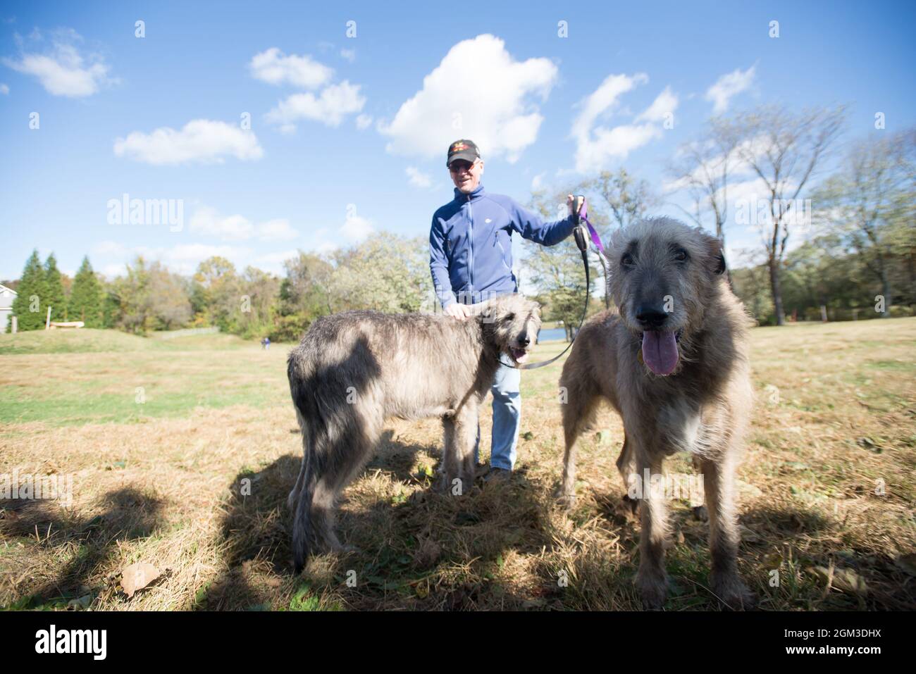 Homme avec deux grands chiens moelleux dans un champ Banque D'Images