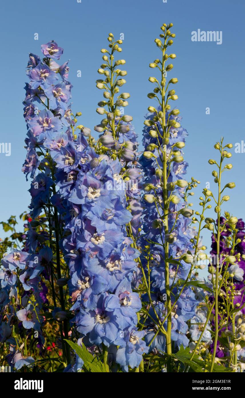 Pics de Delphinium avec un fond bleu ciel Banque D'Images
