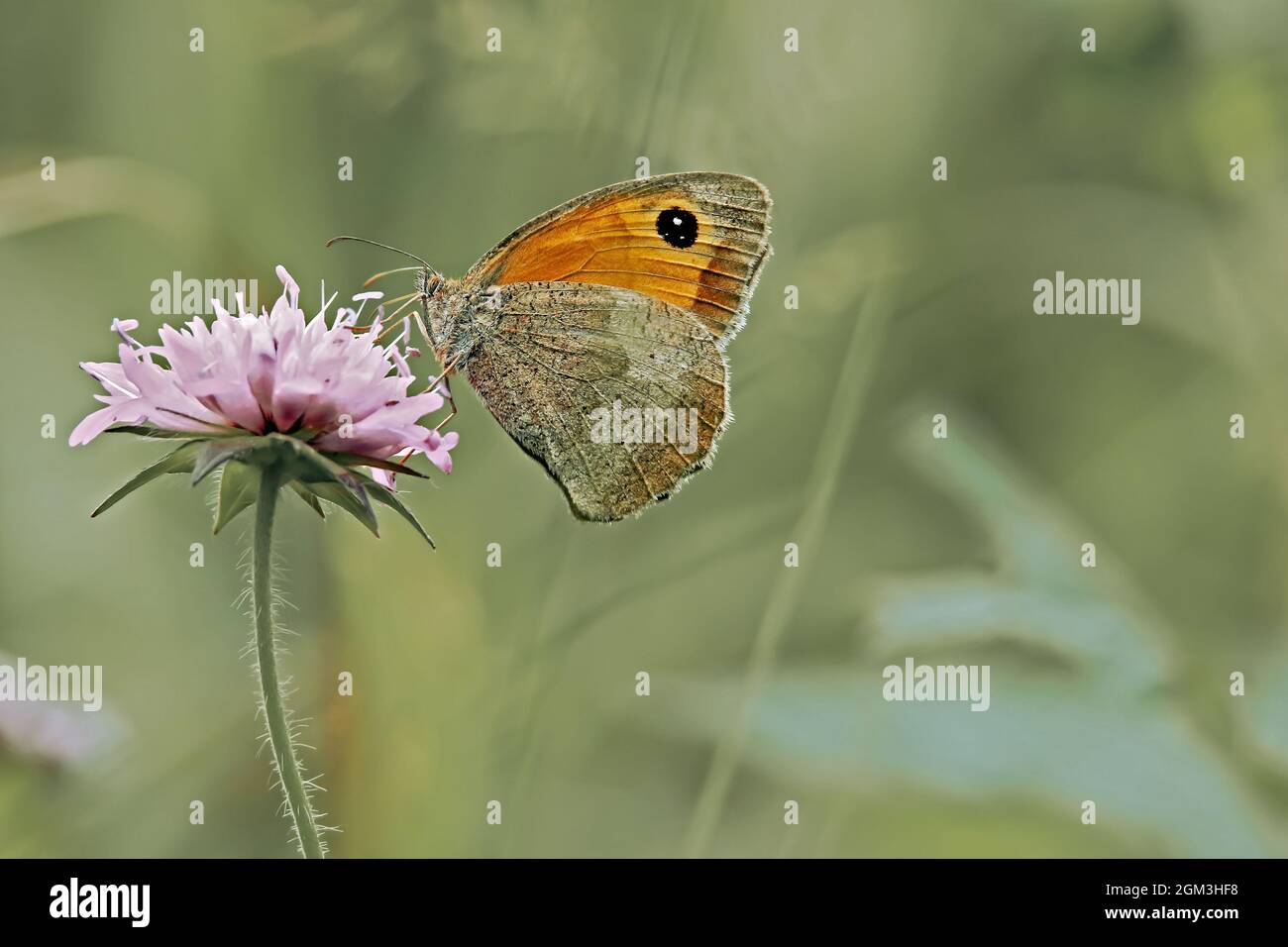 La petite lande (Coenonympha pamphilus) est une espèce de papillons appartenant à la famille des Nymphalidae Banque D'Images