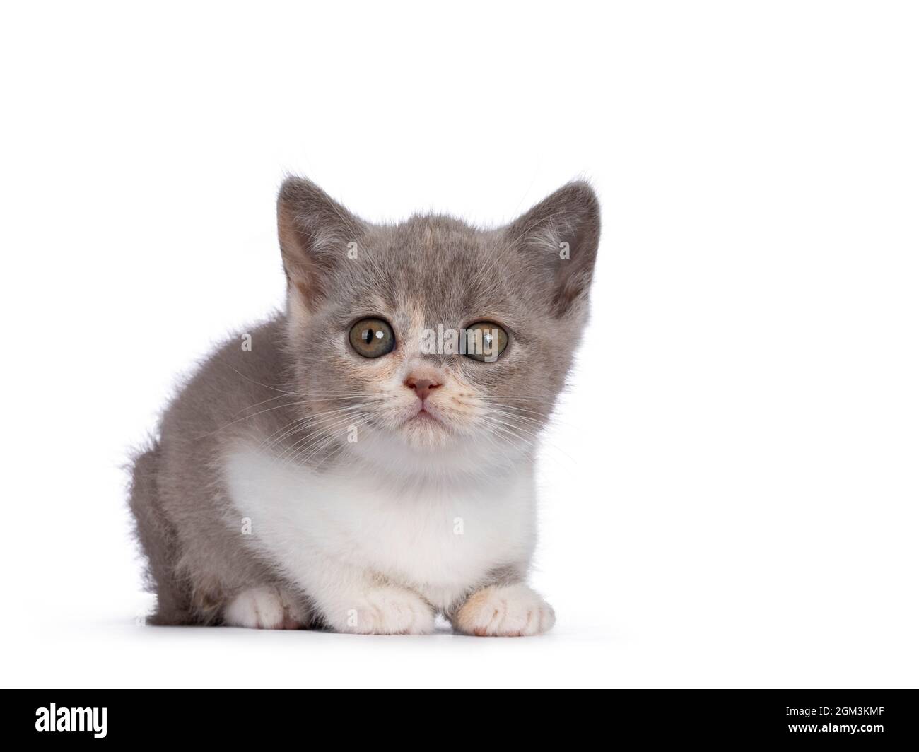 Mignon Tortie britannique Shorthair chat chaton, en posant les côtés. En regardant vers un appareil photo aux yeux dorés et verdâtres fascinants. Isolé sur fond blanc Banque D'Images