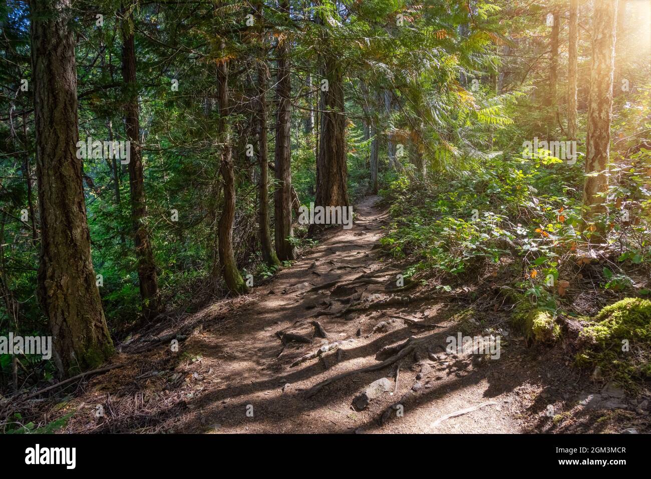 Sentier de randonnée dans une forêt tropicale verte et animée avec de beaux arbres Banque D'Images