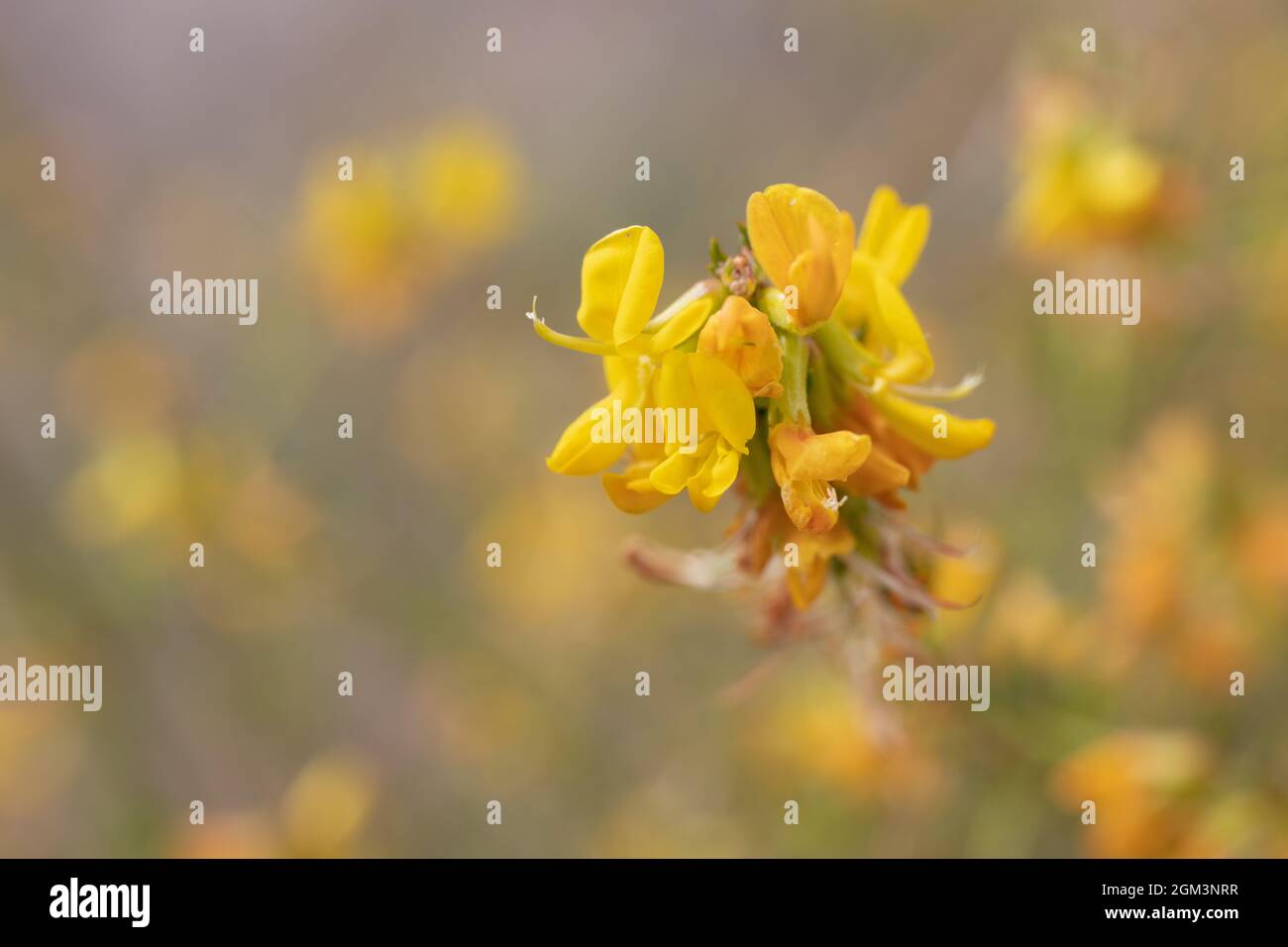 Inflorescences jaunes axillaires indéterminées de Deerbroom, Acmispon glabre, Fabaceae, sous-arbuste indigène dans les montagnes de Santa Monica, Springtime. Banque D'Images