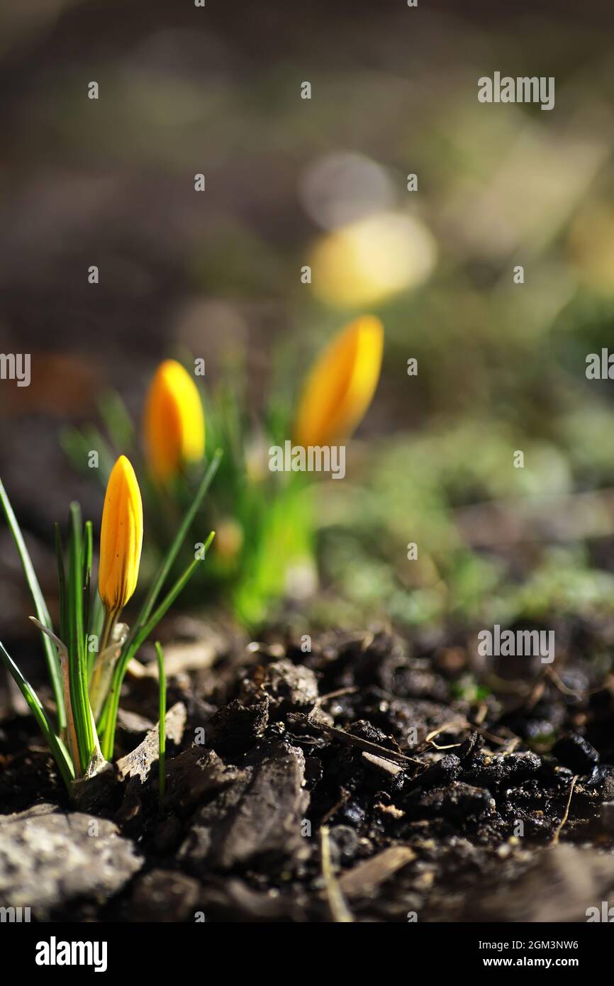 Crocus blanc et jaune dans le pays au printemps. Fleurs de printemps brillantes. Des plantes fraîches et joyeuses ont fleuri. Les jeunes pousses. Banque D'Images