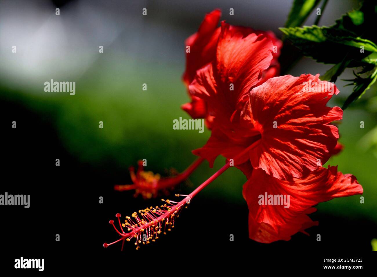 Belles fleurs rouges et jaunes Banque D'Images