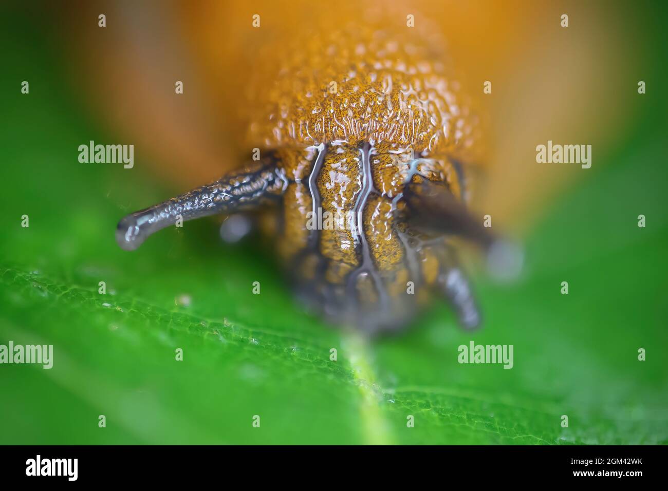 Makro gros plan d'une tête d'escargot mince et humide avec yeux tentacules (arion rufus) sur la feuille verte (Focus sur le centre) Banque D'Images