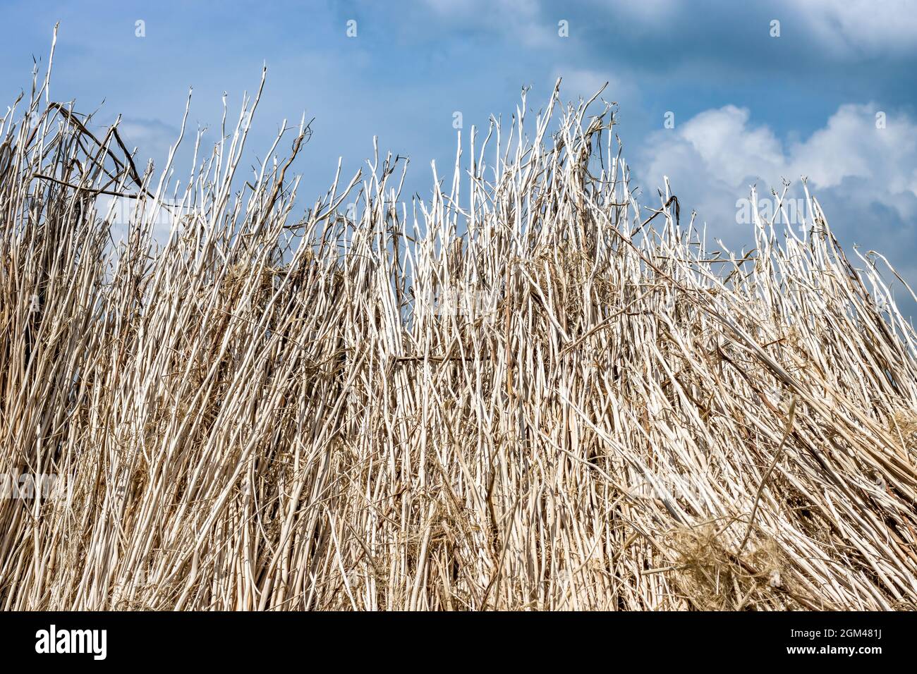 Séchage des tiges de la plante de jute sous le ciel lumineux Banque D'Images