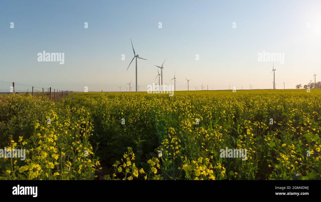 Vue générale des éoliennes dans un paysage de campagne avec ciel sans nuages Banque D'Images