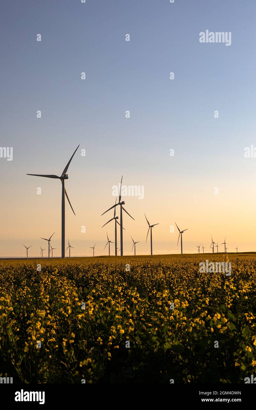 Vue générale des éoliennes dans un paysage de campagne avec ciel sans nuages Banque D'Images