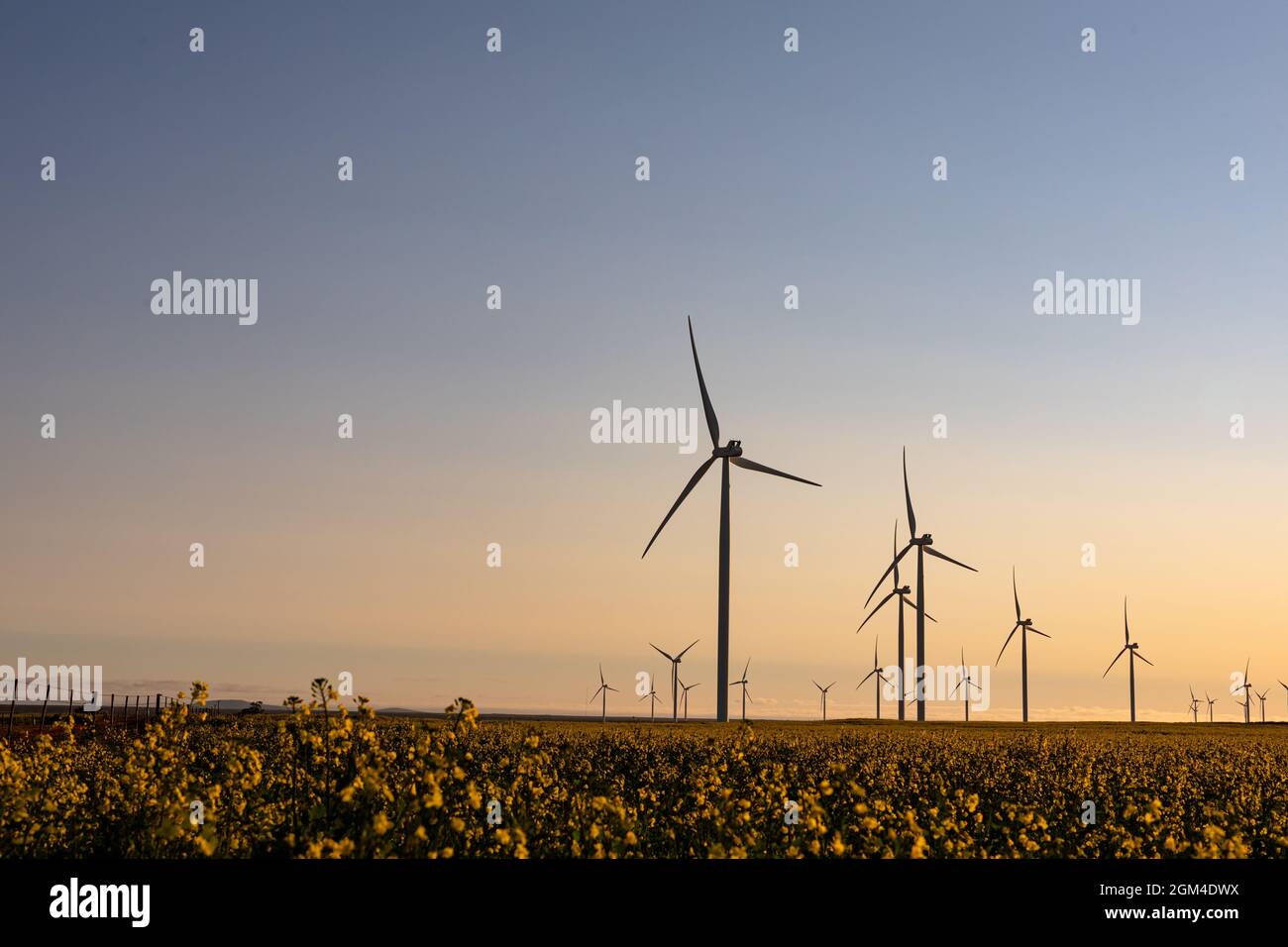 Vue générale des éoliennes dans un paysage de campagne avec ciel sans nuages Banque D'Images