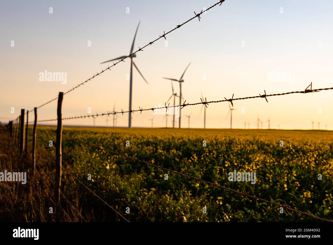 Vue générale des éoliennes dans un paysage de campagne avec ciel sans nuages Banque D'Images