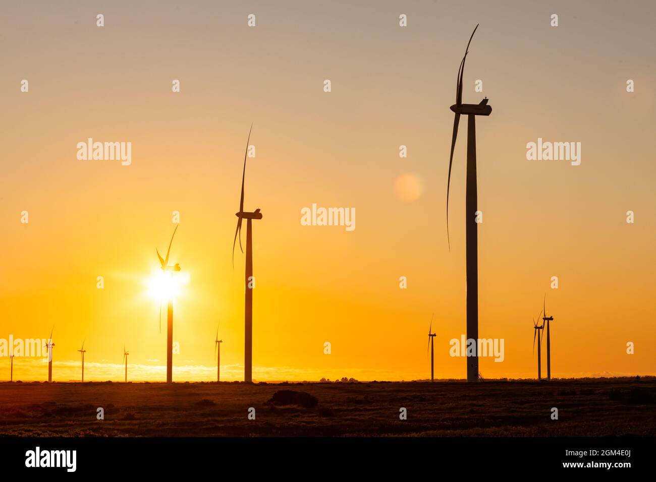 Vue générale des éoliennes en paysage de campagne au coucher du soleil Banque D'Images
