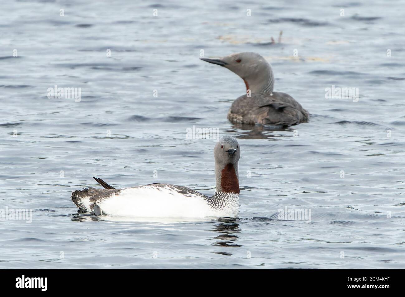 Loon à gorge rouge, Gavia stellata, adulte dans la reproduction de plumage nageant sur l'eau, Écosse, Royaume-Uni Banque D'Images