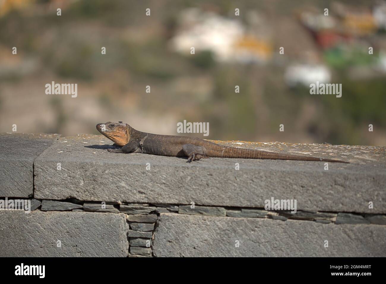 Faune de Gran Canaria - Gallotia stehlini, lézard géant de Gran Canaria, espèce endémique de l'île Banque D'Images