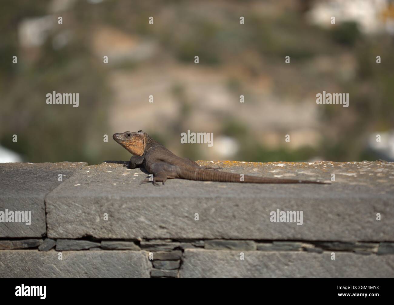 Faune de Gran Canaria - Gallotia stehlini, lézard géant de Gran Canaria, espèce endémique de l'île Banque D'Images