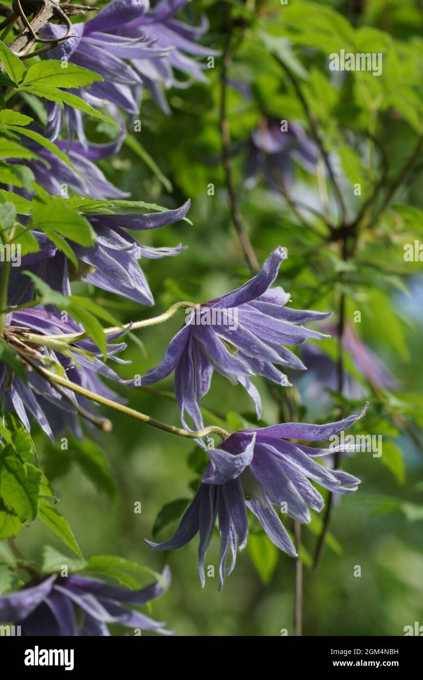 Atragene double bleu (clematis) variété Cecile fleurit dans le jardin. De belles fleurs d'été bleu dans un jardin vertical le jardinage. Banque D'Images