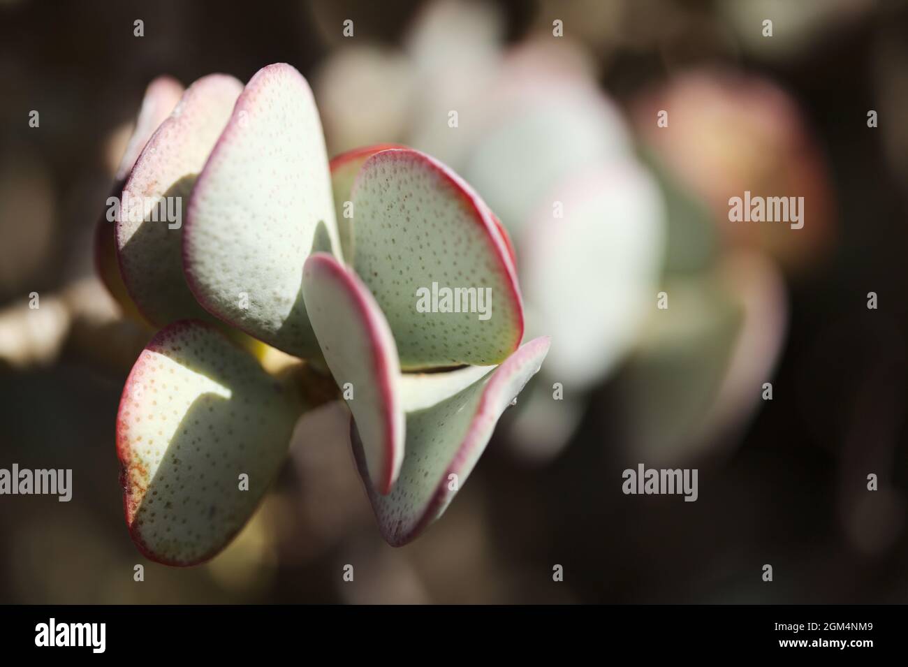 Crassula arborescens aka plante de jade d'argent Banque D'Images