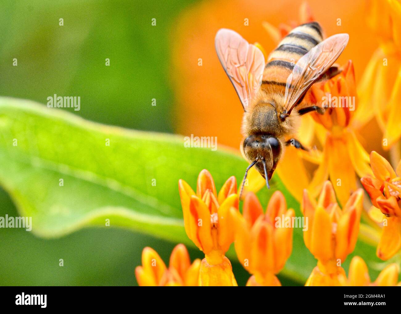 Abeille (APIS mellifera) collectant le nectar et le pollen d'une fleur de papillons (Asclepias tuberosa.) Gros plan. Banque D'Images