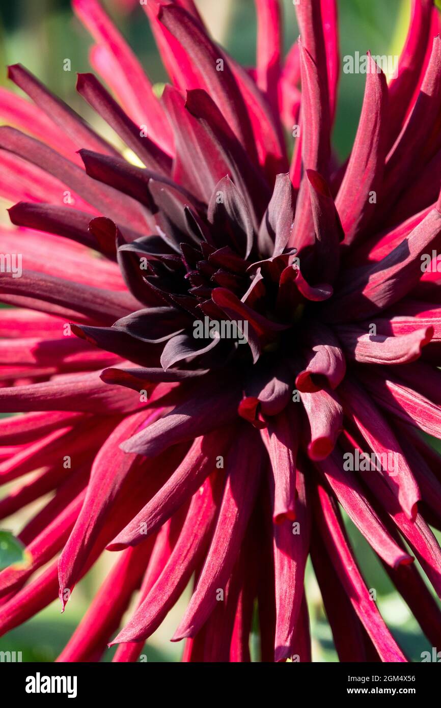 Fleur de Dahlia rouge foncé Dahlia 'Narcissus noir' Dahlia cactus Banque D'Images