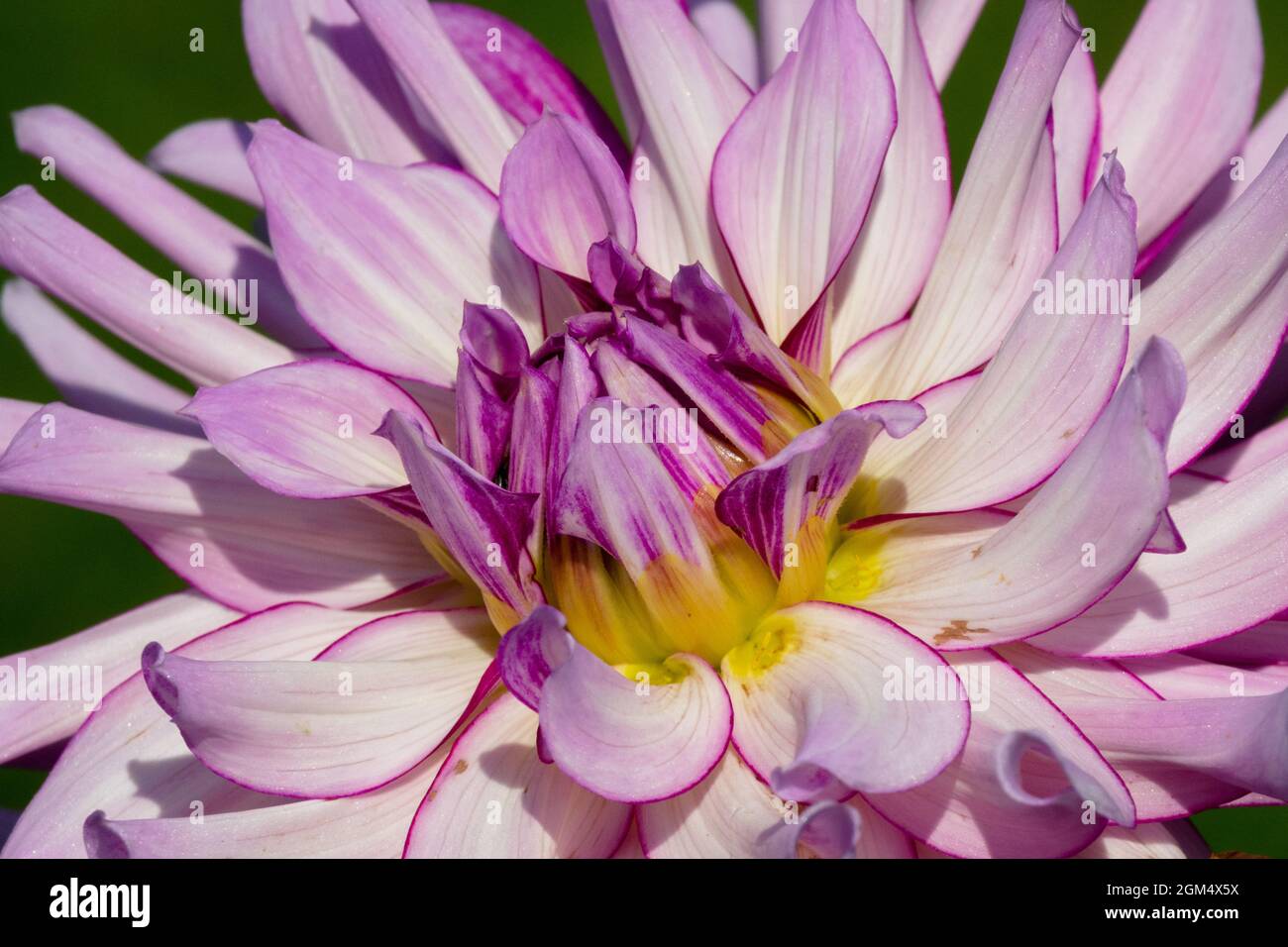 Gros plan d'une fleur de Dahlia rose vif Banque D'Images