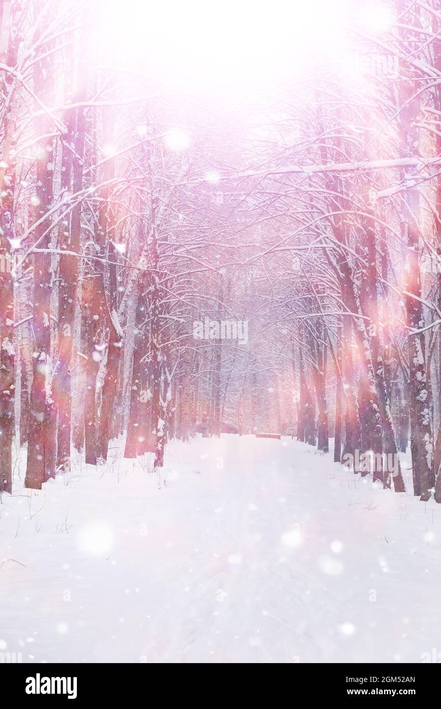 Paysage Forestier D Hiver De Grands Arbres Sous Une Couverture De Neige Janvier Journee Glacial Dans Le Parc Photo Stock Alamy