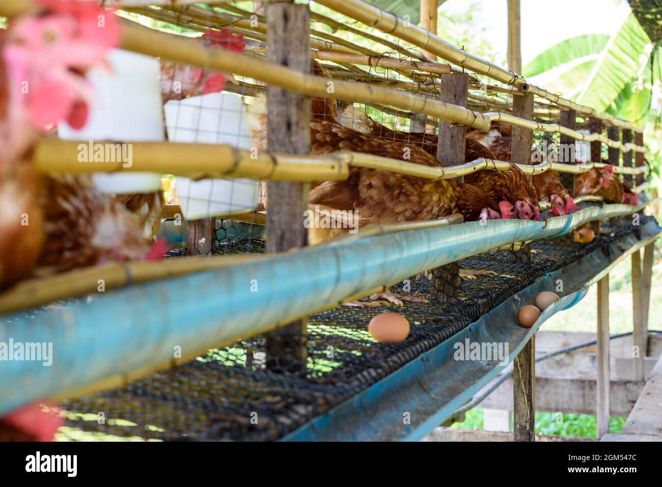Les poules brunes se nourrissent de nourriture animale et de production d'oeufs provenant d'élevage de poules pondeuses, simple élevage de poulet faible coût dans la campagne, agriculture élevage po Banque D'Images