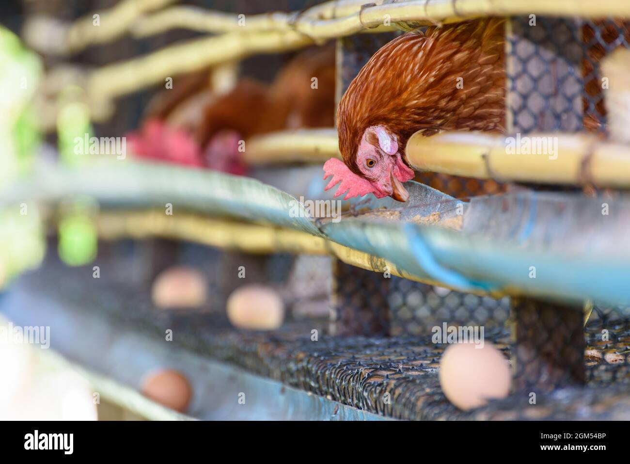 Les poules brunes se nourrissent de nourriture animale et de production d'oeufs provenant d'élevage de poules pondeuses, simple élevage de poulet faible coût dans la campagne, agriculture élevage po Banque D'Images
