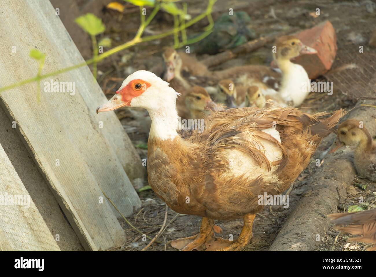 Poulet de canard de barbarie Banque de photographies et d’images