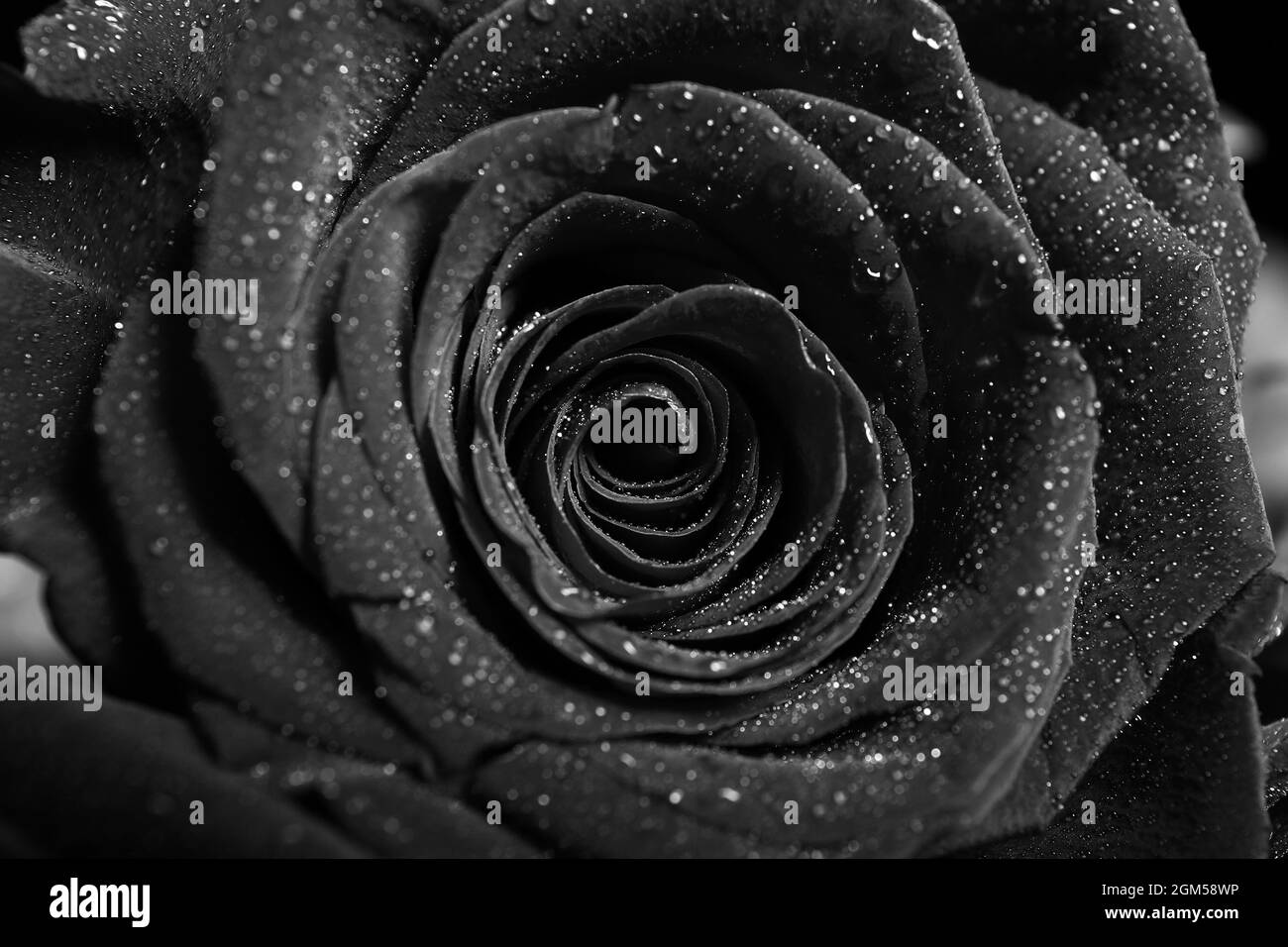 Bourgeon de belle rose avec gouttes d'eau, gros plan Banque D'Images