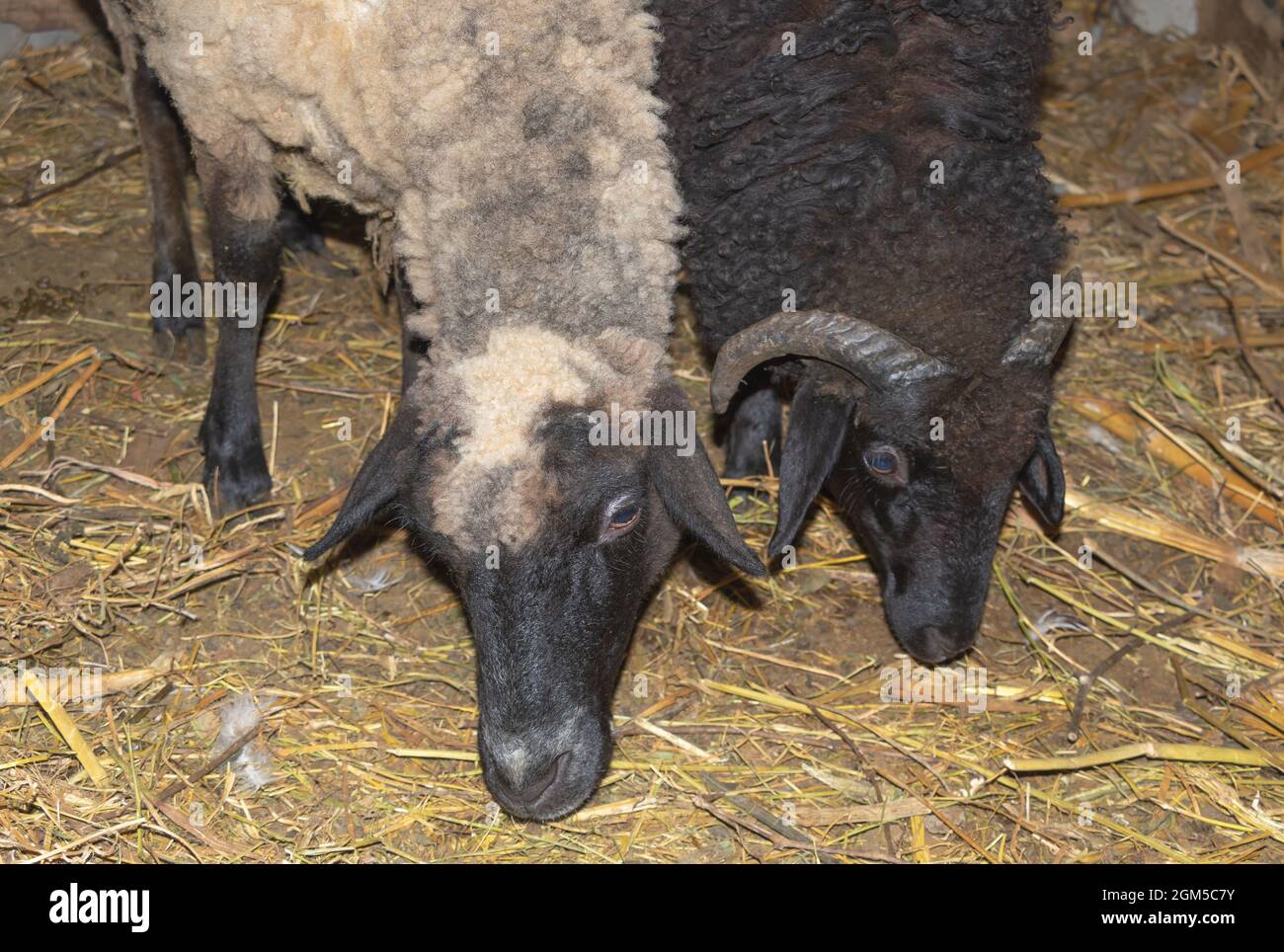 Deux magnifiques moutons sur la ferme en attente de nourriture Banque D'Images