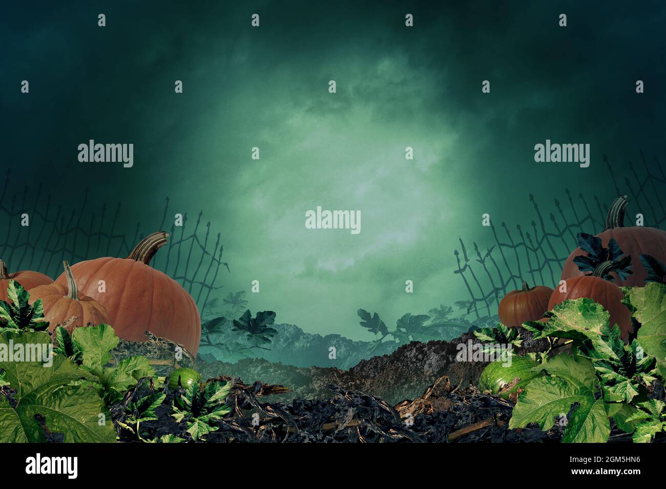Halloween automne arrière-plan dans un arrière-plan de nuit créepy avec un espace de copie comme un potiron patch avec un ciel de nuit foggy effrayant dans une ferme hantée. Banque D'Images