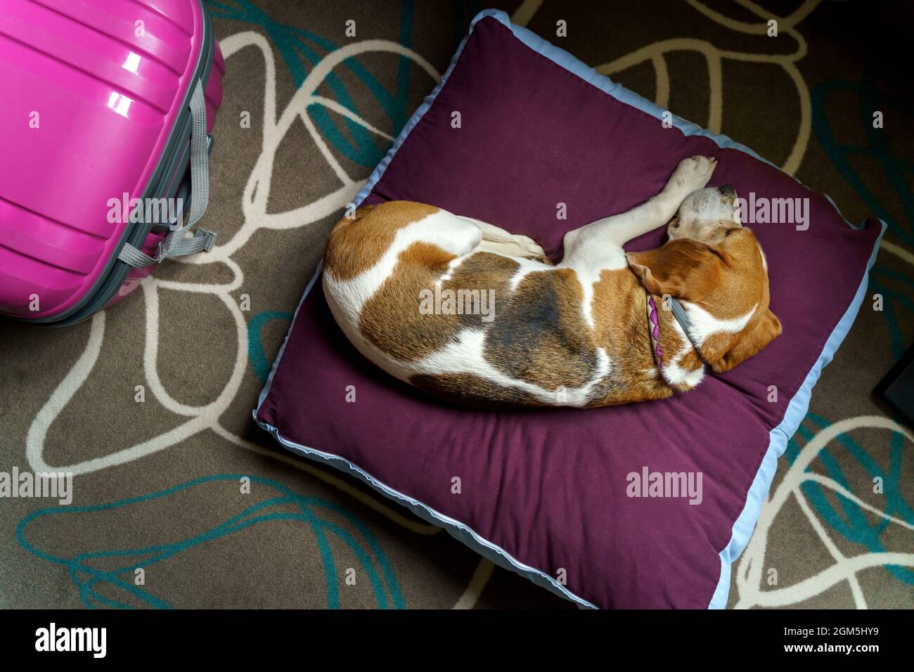 Chien de beagle de trois couleurs dormant sur un oreiller dans l'hôtel avec housse de voyage.concept. Banque D'Images