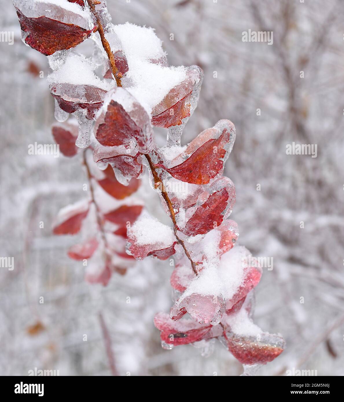 Feuille sèche orange poussant sur une branche recouverte de glace Banque D'Images