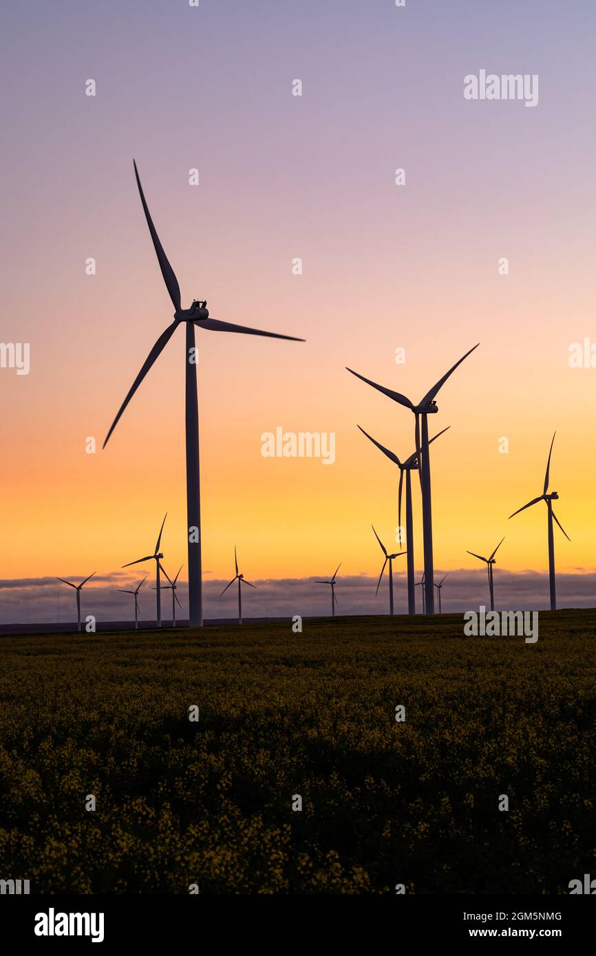 Vue générale des éoliennes en paysage de campagne au coucher du soleil Banque D'Images