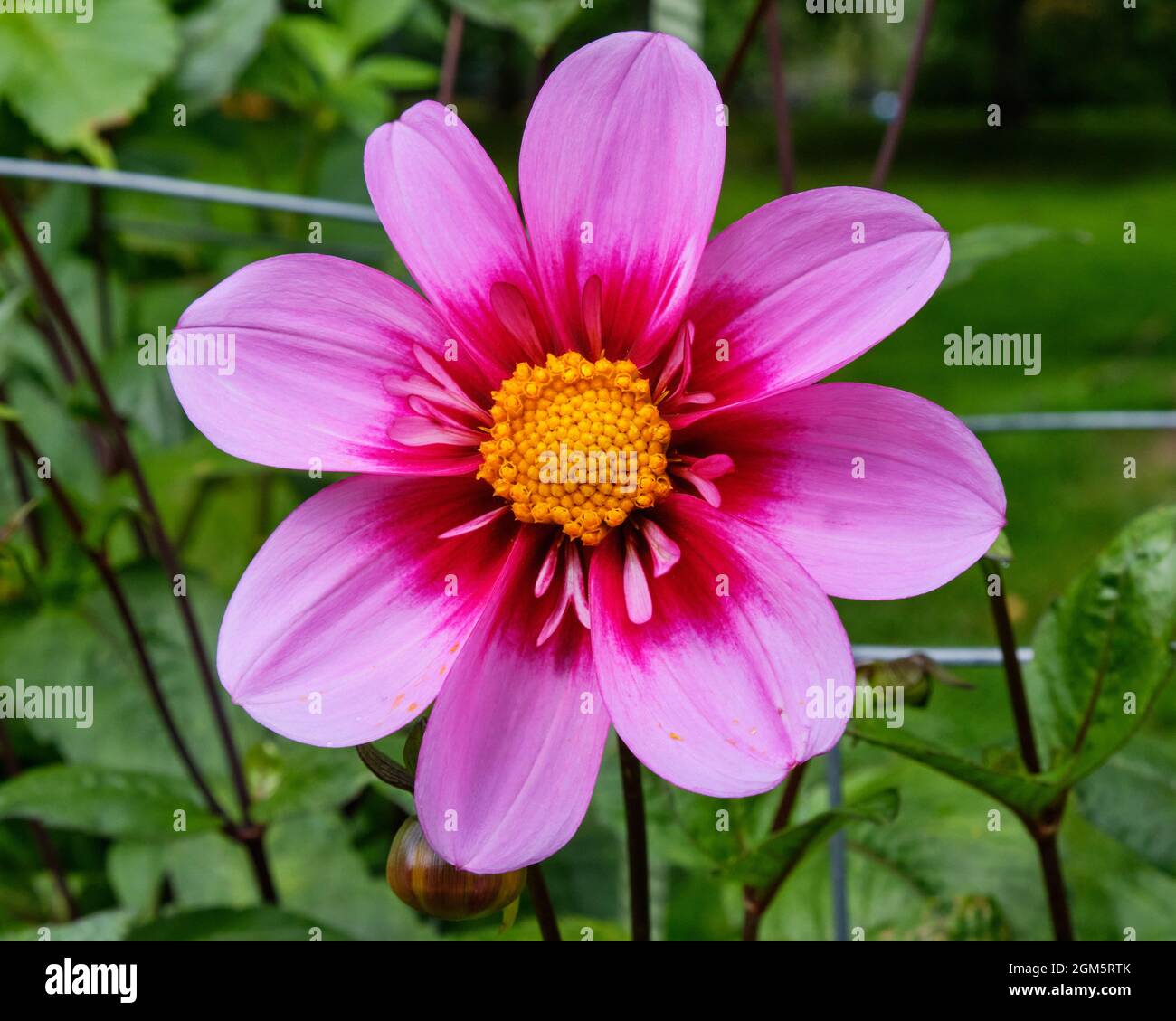 Le single Dahlia a été nommé « Bloomquist Sweat » en fleur dans le jardin public de Halifax Banque D'Images