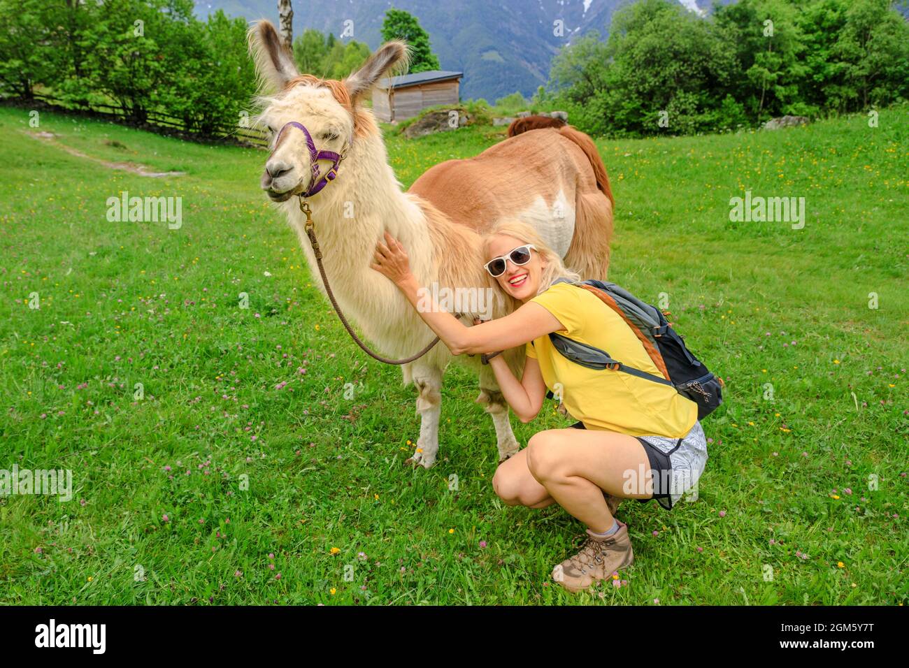 Une femme Backpacker prenant un lama alpaga pour un tour sur le mont Comino en Suisse. Centovalli dans le canton du Tessin. Haut du téléphérique Banque D'Images