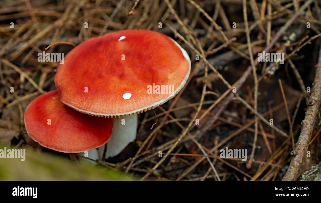 Sentier Barron Canyon, parc provincial Algonquin, Ontario, Canada. Gros plan de deux champignons rouges qui poussent dans la forêt sur un sentier de randonnée. Banque D'Images