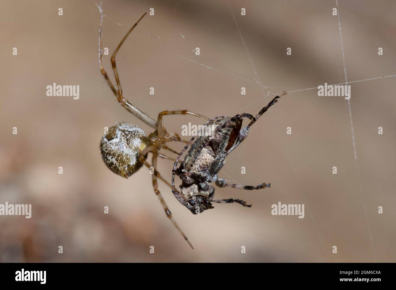 Araignée à la maison commune, Parasteatoda tepidariorum, capturant le long-beetle à fond plat, sous-famille des Lamiinae, proie Banque D'Images