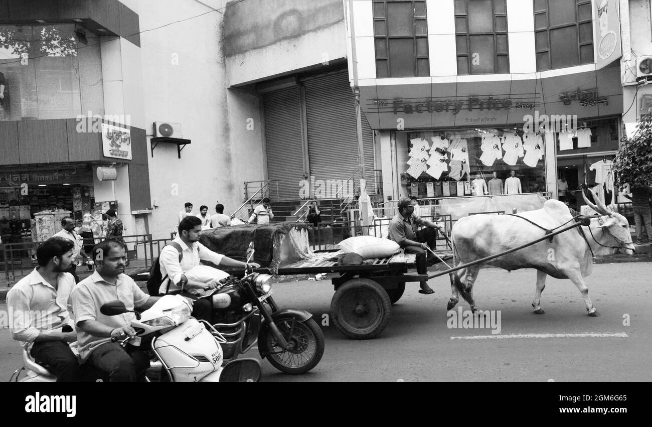 Un chariot Bullock transportant de grands blocs de glace sur LA ROUTE MG à Pune, Inde. Banque D'Images