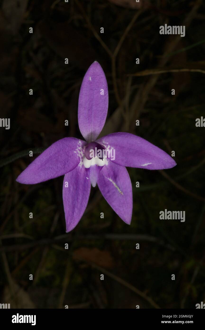A Wax Lips Orchid, alias Parson in the Pulpit, (Glossodia Major) en pleine floraison à la réserve de flore de Hochkins Ridge à Croydon North, Victoria, Australie. Banque D'Images