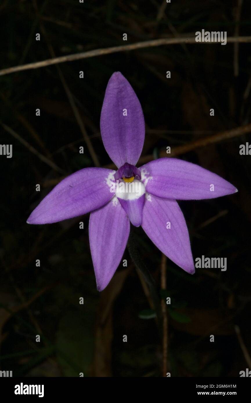 Une orchidée à lèvres de cire solitaire (Glossodia Major) montrant sa gloire pourpre à la réserve de flore de Hochkins Ridge à Croydon North, Victoria, Australie. Banque D'Images