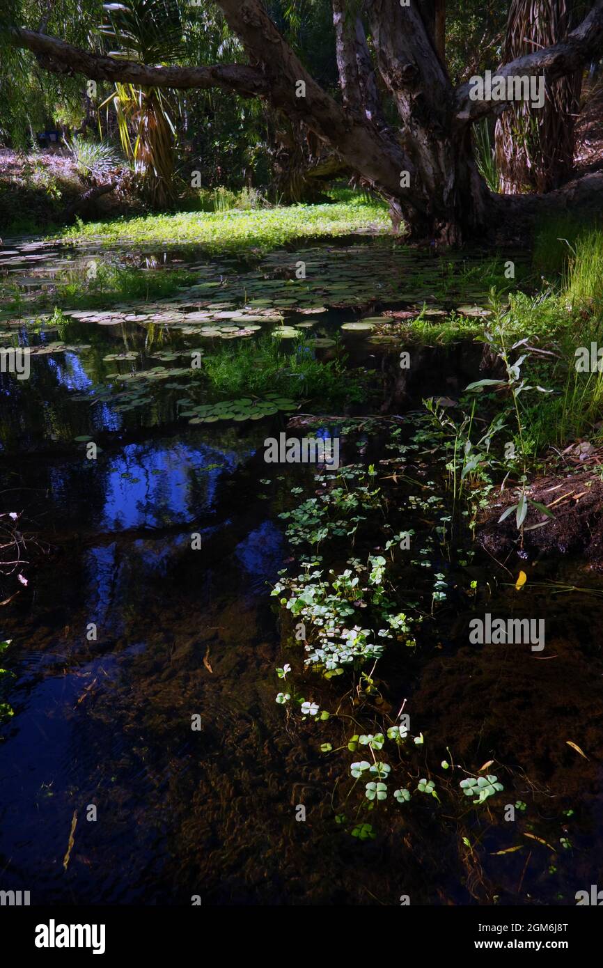 Plantes aquatiques indigènes en source thermale, Lorella Springs Station, East Arnhem Land, territoire du Nord, Australie. Banque D'Images