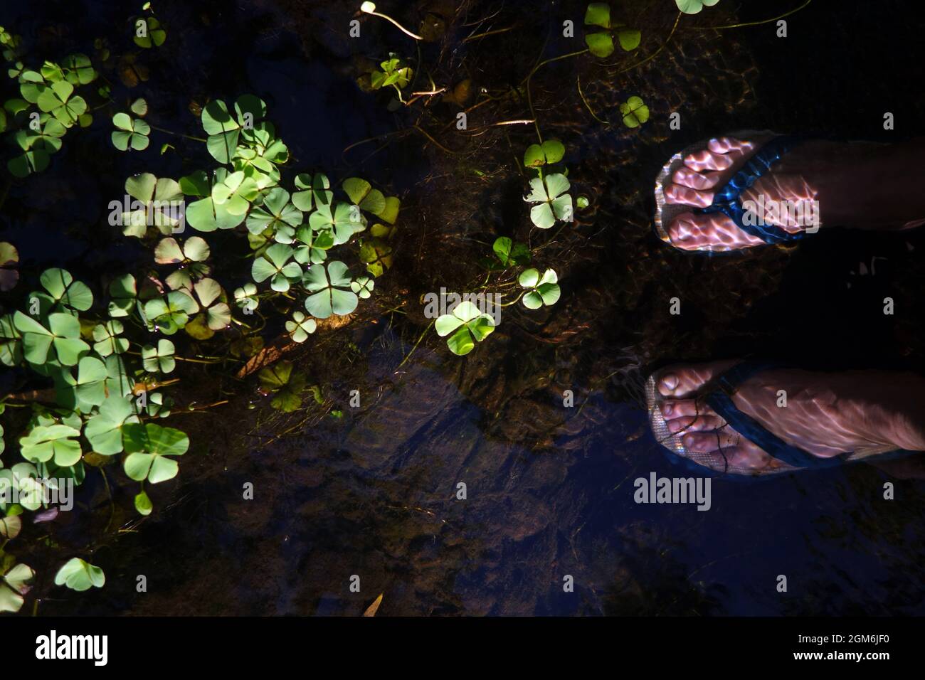 Plantes aquatiques indigènes en source thermale, Lorella Springs Station, East Arnhem Land, territoire du Nord, Australie. Pas de MR Banque D'Images