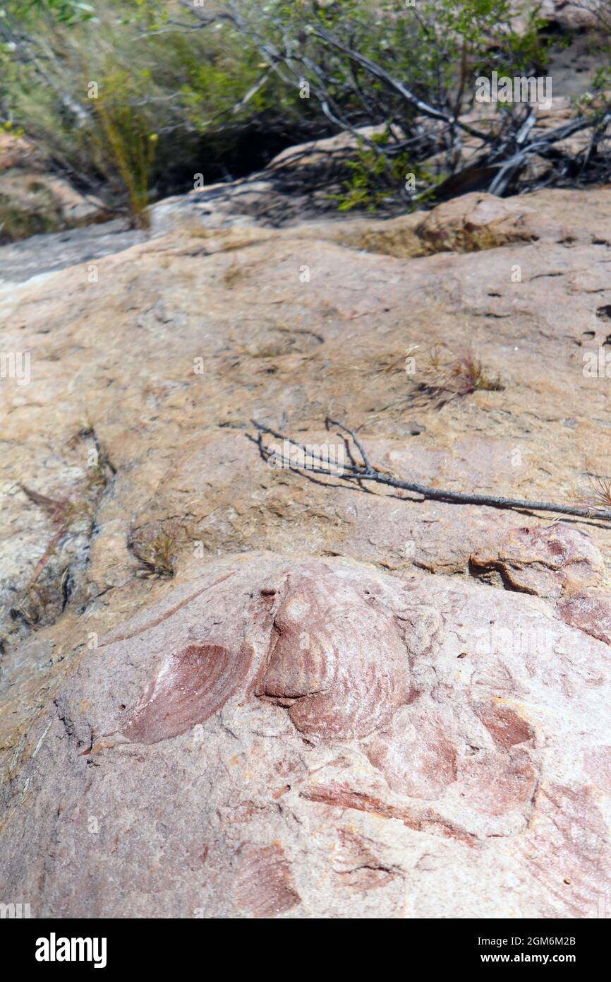 Empreintes fossiles de coquillages et autres créatures marines, Lorella Springs Station, est de l'Arnhemland, territoire du Nord, Australie Banque D'Images